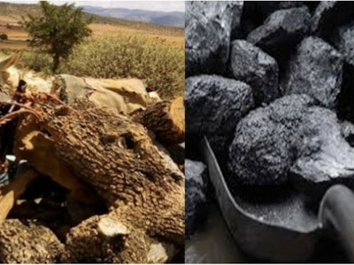 شجرة الأرگان في طريقها الى الاندثار في ايت بعمران شجرة الأرگان في طريقها الى الاندثار في ايت بعمران