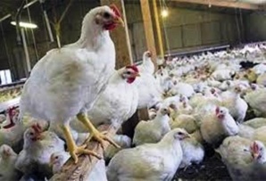 بلاغ عن الجمعية الوطنية لمنتجي دجاج اللحم بلاغ عن الجمعية الوطنية لمنتجي دجاج اللحم