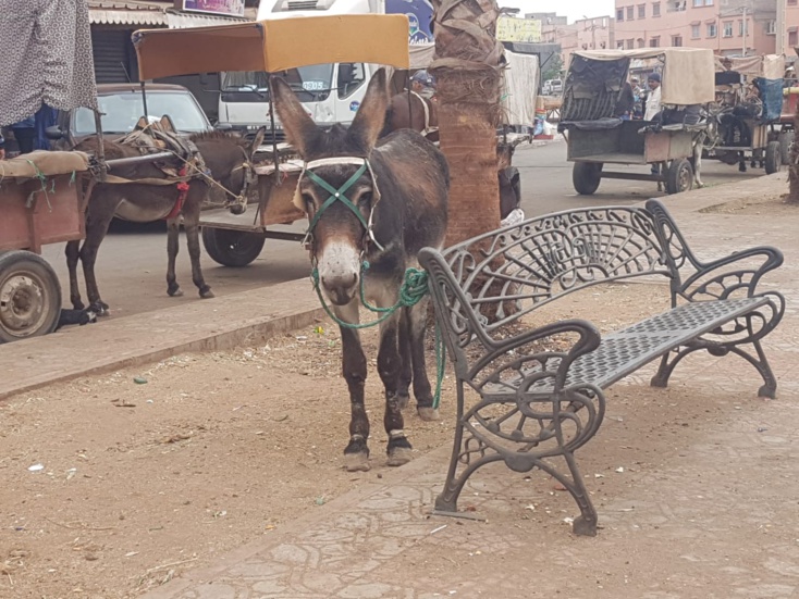 احتلال فاضح للرصيف بابن جرير....الوضع أضحى كارثيا للغاية احتلال فاضح للرصيف بابن جرير....الوضع أضحى كارثيا للغاية