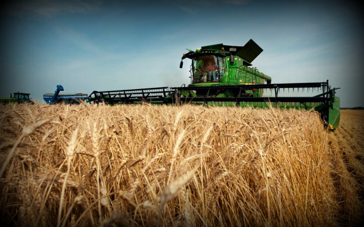 توقعات بأن لا يتجاوز انتاج الحبوب خلال الموسم الفلاحي الحالي 32 مليون قنطار
