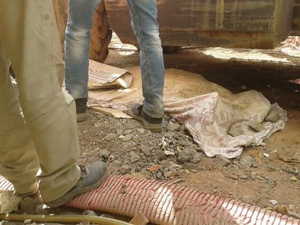 حادثة شغل مميتة بالورش الكبير للمدينة الخضراء بابن جرير حادثة شغل مميتة بالورش الكبير للمدينة الخضراء بابن جرير