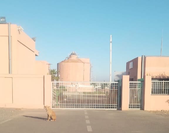 محطة معالجة المياه العادمة بابن جرير وكارثة "الناموس"الصحية والبيئية على السكان محطة معالجة المياه العادمة بابن جرير وكارثة "الناموس"الصحية والبيئية على السكان