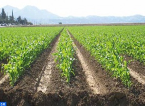 الملتقى الدولي للفلاحة بالمغرب 2024 .. موعد هام للتعرف على أحدث التكنولوجيات في مجال التكيف مع التغير المناخي الملتقى الدولي للفلاحة بالمغرب 2024 .. موعد هام للتعرف على أحدث التكنولوجيات في مجال التكيف مع التغير المناخي