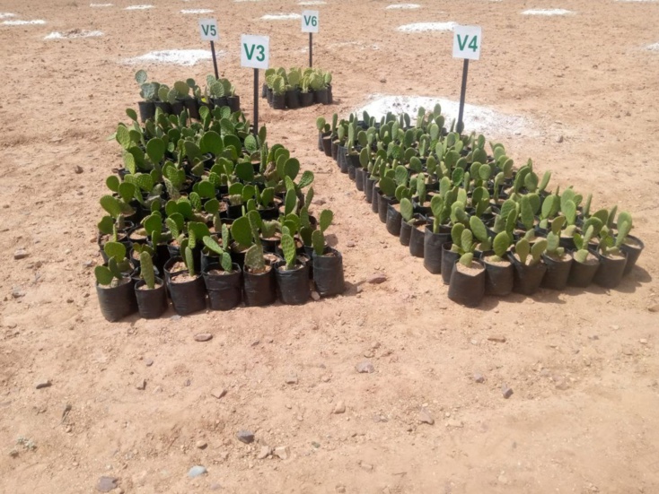 وزير الفلاحة محمد الصديقي يشرف على اطلاق مشاريع مهمة بإقليم قلعة السراغنة وزير الفلاحة محمد الصديقي يشرف على اطلاق مشاريع مهمة بإقليم قلعة السراغنة