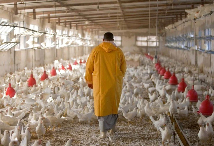 ”البيجيدي” يدعو مجلس المنافسة للتحقيق في شبهة تواطؤات بسوق الدواجن والبيض" ”البيجيدي” يدعو مجلس المنافسة للتحقيق في شبهة تواطؤات بسوق الدواجن والبيض"