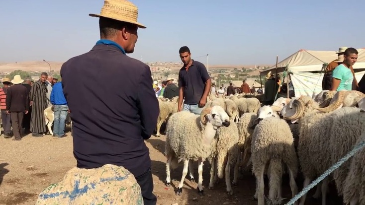 بوانو: الحكومة صرفت 61 مليارا على القطيع دون نتيجة وينبغي محاسبتها على حرمان المغاربة من الأضحية بوانو: الحكومة صرفت 61 مليارا على القطيع دون نتيجة وينبغي محاسبتها على حرمان المغاربة من الأضحية