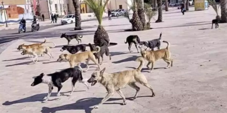 نيويورك تايمز: جدل حول تدبير ملف الكلاب الضالة في المغرب على خلفية الاستعداد لكأس العالم 2030