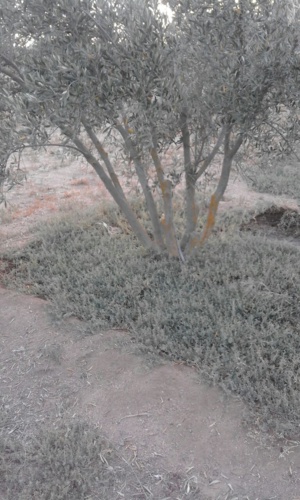 قنبلة بيئية موقوتة تهدد ساكنة دوار بوعشرين بجماعة البركيين اقليم الرحامنة قنبلة بيئية موقوتة تهدد ساكنة دوار بوعشرين بجماعة البركيين اقليم الرحامنة