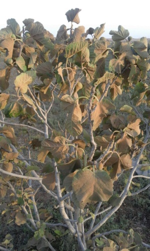 قنبلة بيئية موقوتة تهدد ساكنة دوار بوعشرين بجماعة البركيين اقليم الرحامنة قنبلة بيئية موقوتة تهدد ساكنة دوار بوعشرين بجماعة البركيين اقليم الرحامنة