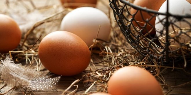 اليوم الوطني للبيض...تظاهرة تهدف الى تكريس ثقافة التضامن اليوم الوطني للبيض...تظاهرة تهدف الى تكريس ثقافة التضامن