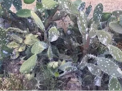   الحشرة القرمزية بأقليم سيدي افني تجتاح فاكهة الصبار
