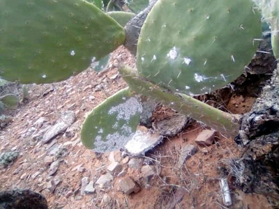   الصبار البعمراني بين توغل الحشرة القرمزية وسبات المسؤولين