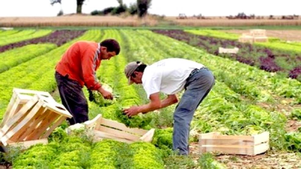  بشائر موسم فلاحي واعد هذه السنة بالمغرب