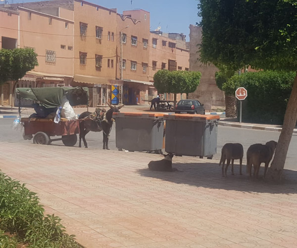   ابن جرير...معاناة بلا حدود يعيشها السكان مع الكلاب الضالة...!