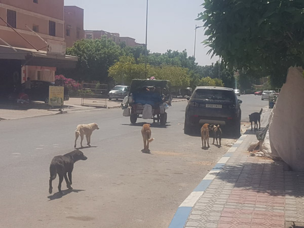   ابن جرير...معاناة بلا حدود يعيشها السكان مع الكلاب الضالة...!