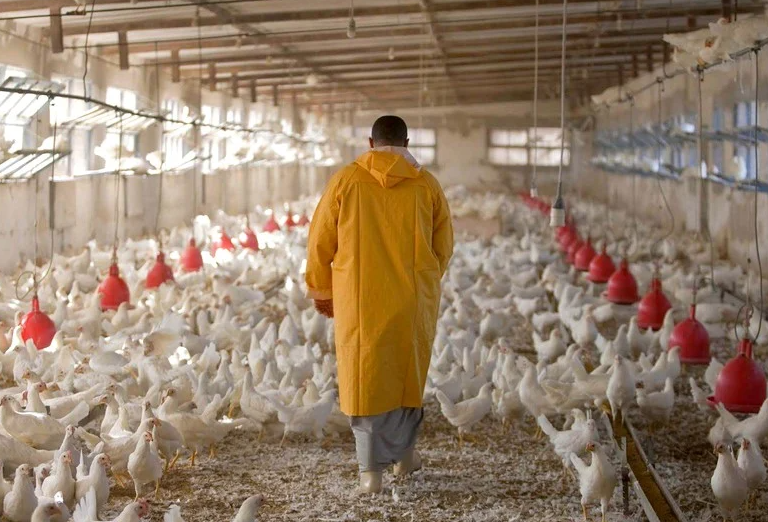 ”البيجيدي” يدعو مجلس المنافسة للتحقيق في شبهة تواطؤات بسوق الدواجن والبيض" ”البيجيدي” يدعو مجلس المنافسة للتحقيق في شبهة تواطؤات بسوق الدواجن والبيض"