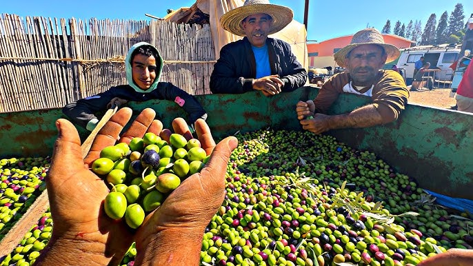 العطاوية تحتضن الدورة السابعة للمعرض الوطني للزيتون