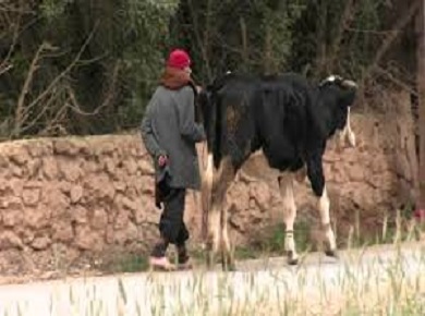 مواجهة كابوس الجفاف شبه منعدمة....ومشاريع المغرب الأخضر يشوبها فساد بإقليم الرحامنة