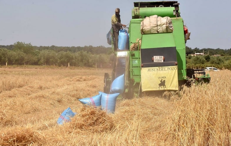 تقرير أممي: موجات الحر الشديدة تكشف هشاشة النظم الفلاحية بالمغرب وتهدد الأمن الغذائي