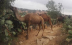 الرعاة الرحل في عشق مع الفوضى والهمجية بايت باعمران إقليم سيدي افني .