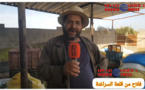   موسم الزيتون بقلعة السراغنة ينعش الحركة الاقتصادية بالإقليم بالرغم من الظروف الطبيعية الصعبة 