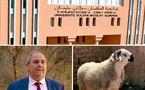 حين يعاقب الوزير جامعة كاملة بالصمت والشلل.. ويهدد أسرا بحرمانها من أضحية العيد