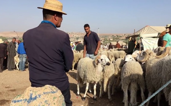 بوانو: الحكومة صرفت 61 مليارا على القطيع دون نتيجة وينبغي محاسبتها على حرمان المغاربة من الأضحية