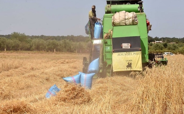 تقرير أممي: موجات الحر الشديدة تكشف هشاشة النظم الفلاحية بالمغرب وتهدد الأمن الغذائي