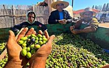 العطاوية تحتضن الدورة السابعة للمعرض الوطني للزيتون