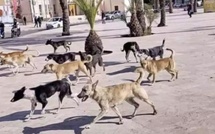 نيويورك تايمز: جدل حول تدبير ملف الكلاب الضالة في المغرب على خلفية الاستعداد لكأس العالم 2030